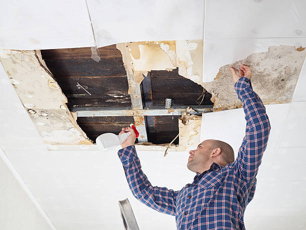 Reliable Kent Estates, IA Mold Removal Solutions